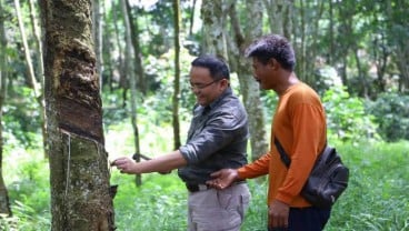 Harga Karet Musi Banyuasin Meroket Sepekan Terakhir