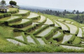 Produksi Beras di Bali Merosot Gara-Gara Penurunan Luas Panen