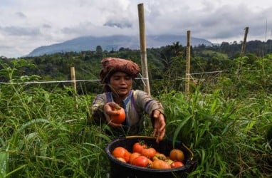 Nilai Tukar Petani Bali Turun, Ini Penyebabnya