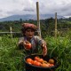 Nilai Tukar Petani Bali Turun, Ini Penyebabnya