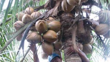 Replanting Kelapa, Indragiri Hilir Dapat Jatah 200 Hektare