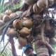 Replanting Kelapa, Indragiri Hilir Dapat Jatah 200 Hektare