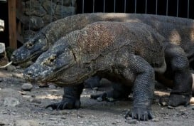 Terkenal di Indonesia, Komodo Mungkin Berasal dari Australia