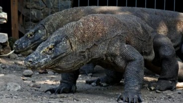 Terkenal di Indonesia, Komodo Mungkin Berasal dari Australia