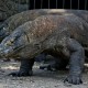 Terkenal di Indonesia, Komodo Mungkin Berasal dari Australia