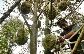 Petani Durian di Subang tak Bisa Panen Raya Akibat Cuaca Ekstrem