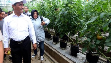 UMKM Agrikultur : 74 Persen Bantuan Tunai Digunakan Modal Kerja