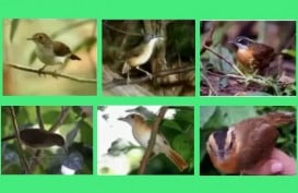 172 Tahun Hilang, Burung Pelanduk Kalimantan Kembali Ditemukan 