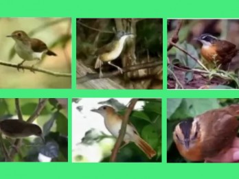 172 Tahun Hilang, Burung Pelanduk Kalimantan Kembali Ditemukan