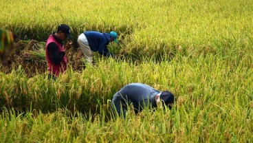 SENTRA PERTANIAN DAERAH : Luas Panen Padi Makin Susut