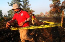 Kebakaran di Pontianak Landa 40 Hektare Lahan Gambut