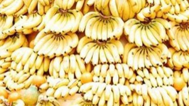 Manisnya Investasi Pisang Cavendish di Provinsi Bali