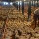 Surplus Produksi Tekan Harga Ayam, Kapasitas Cold Storage Kurang