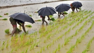 Pemerintah Kabupaten Sigi Bentuk Koperasi Peternak & Petani