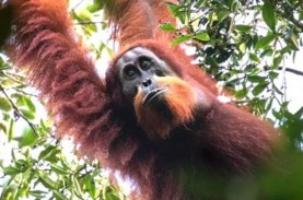 Orangutan dan Bonobo di AS Disuntik Vaksin Covid-19…