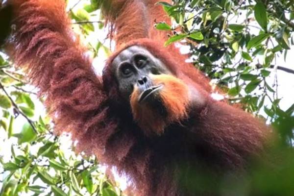 Orangutan/bbc.com