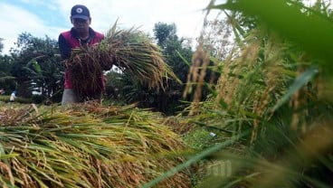 Senyum Bahagia Petani Purwakarta yang Berhasil Panen 10 Ton Padi