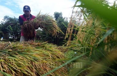 Senyum Bahagia Petani Purwakarta yang Berhasil Panen 10 Ton Padi