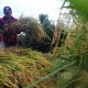 Senyum Bahagia Petani Purwakarta yang Berhasil Panen 10 Ton Padi