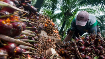 Kabar Gembira dari Swiss dan Melimpahnya Laba Emiten CPO