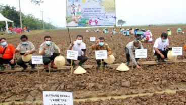 Subang Lirik Budi Daya Bawang Merah