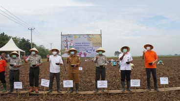 Sambut Puasa dan Lebaran, PTSHS Tanam Bawang Merah di Subang