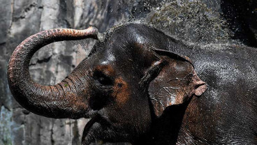 Taman Margasatwa Ragunan Kembali Dibuka Untuk Umum