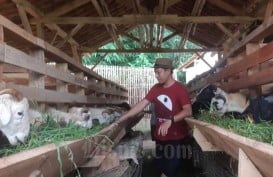 Penggemukan Domba, Bukan Hanya Bisnis untuk Milenial Desa