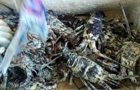 Awal Tahun, Pengiriman Lobster di Sumbar Turun 
