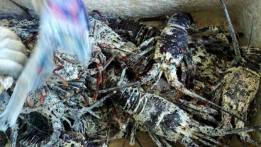 Awal Tahun, Pengiriman Lobster di Sumbar Turun 