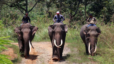 Kurangi Konflik Gajah Dengan Manusia, BKSDA Aceh Lakukan Patroli Gajah Liar
