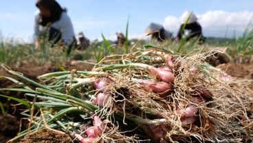 Wilayah Selatan Purwakarta Diplot Jadi Sentra Perkebunan dan Hortikultura