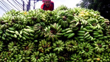 Lampung Genjot Produksi Buah-buahan, Sasar Pasar Ekspor