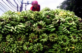 Lampung Genjot Produksi Buah-buahan, Sasar Pasar Ekspor