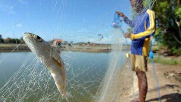 Selain Ikan Laut, Pangandaran Dorong Produktivitas Ikan Air Tawar