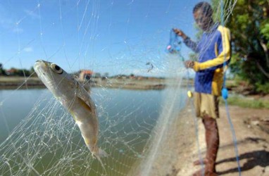 Selain Ikan Laut, Pangandaran Dorong Produktivitas Ikan Air Tawar