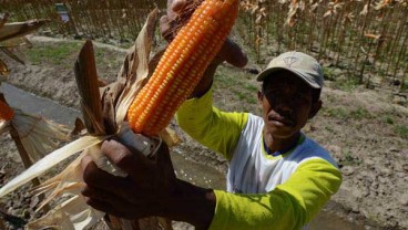 Petani Ogan Komering Ulu Panen Raya Jagung