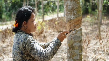 Jelajah Komoditas Sumatra: Petani Karet Semringah Harga Sentuh Rp13.000 Per Kg