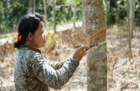 Jelajah Komoditas Sumatra: Petani Karet Semringah Harga Sentuh Rp13.000 Per Kg