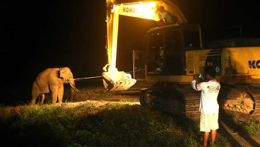 Tim BKSDA Aceh Gunakan Alat Berat saat Memindahkan Gajah Liar Yang Tertangkap