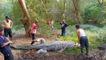 Buaya Raksasa di Penangkaran Blanakan Mati di Umur 80 Tahun