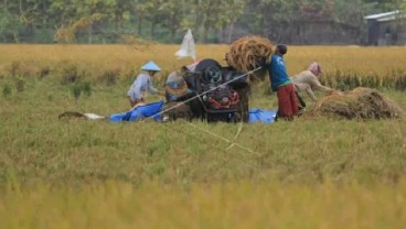 Setahun, Produksi Beras di Cirebon Rata-Rata Surplus 100 Ribu Ton