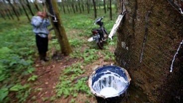 Komoditas Karet di Sumbar Mulai Ditinggalkan