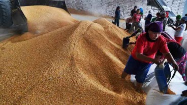 Cuaca Mulai Kondusif, Harga Jagung Turun