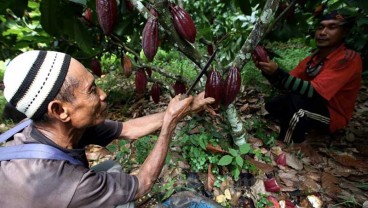 Janji 100 Persen Kakao Lokal, Cargill-Nestlé Gandeng 2.000 Petani