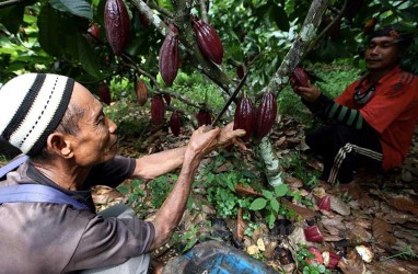 Janji 100 Persen Kakao Lokal, Cargill-Nestlé Gandeng 2.000 Petani