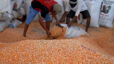 Meski Mulai Fluktuatif, Harga Jagung Masih Prospektif Karena Alasan Ini