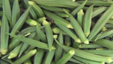 Okra, Makanan Ajaib untuk Penderita Diabetes