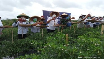 Petani Batam Pacu Produktivitas Cabai Hingga 20 Ton per Hektare