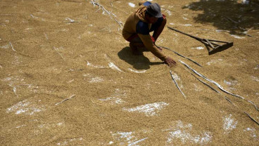Jelang Panen Raya, Harga Gabah di 85 Kabupaten Anjlok!